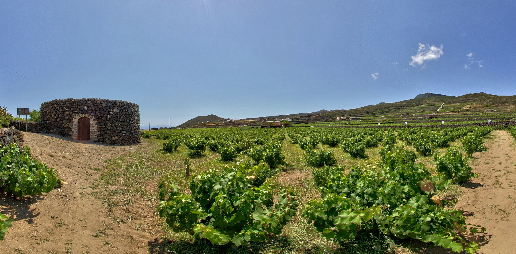 Pantelleria viticoltura